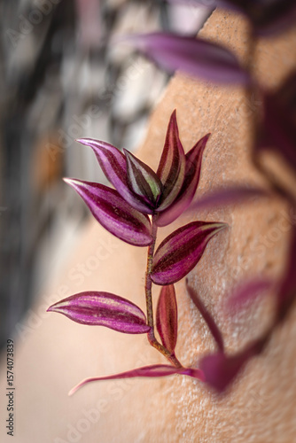 Close-up photo of a vibrant Tradescantia pallida (also known as Wandering Jew) with purple and magenta striped leaves trailing down a textured pastel yellow wall.