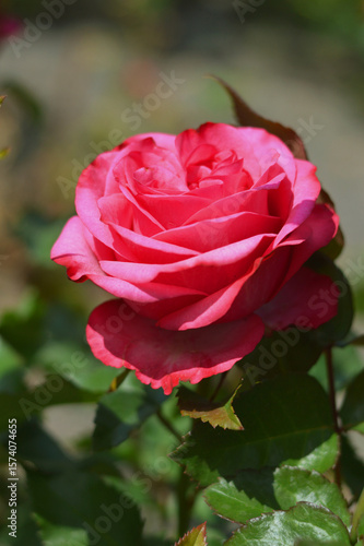 Wallpaper Mural Bright pink rose flower against blurred green leaves. Bright beautiful summer flower. Torontodigital.ca