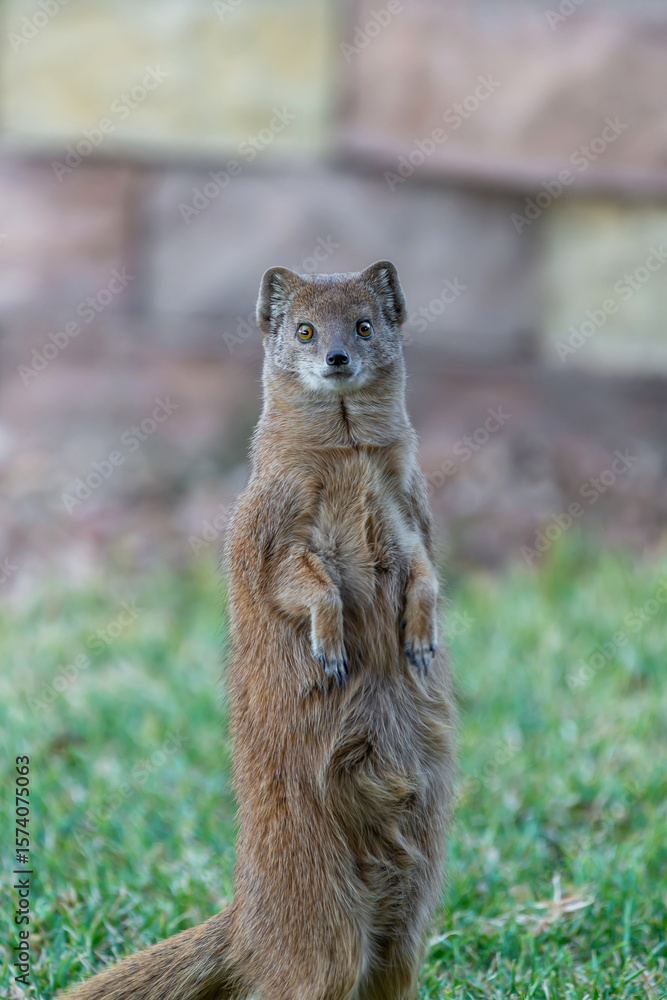 Fototapeta premium Mangouste fauve en position de garde