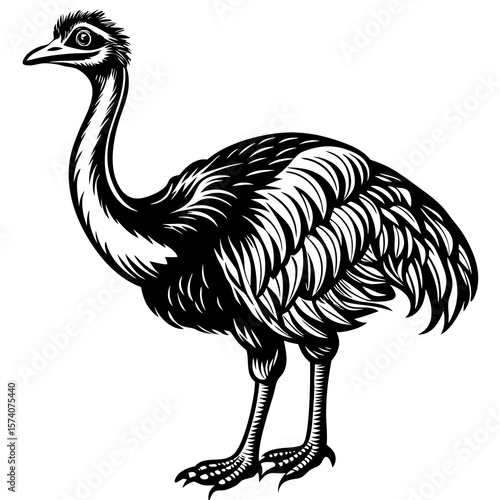 ostrich isolated on white background