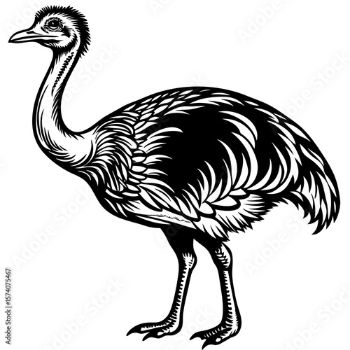 vector illustration of an ostrich