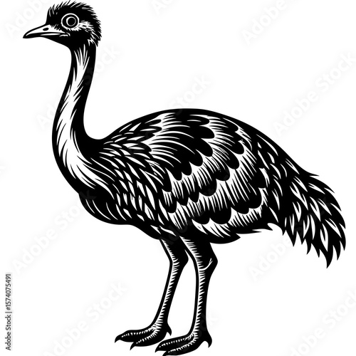 ostrich isolated on white