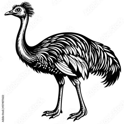 ostrich vector illustration