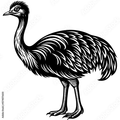 ostrich isolated on white
