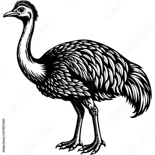 ostrich vector illustration