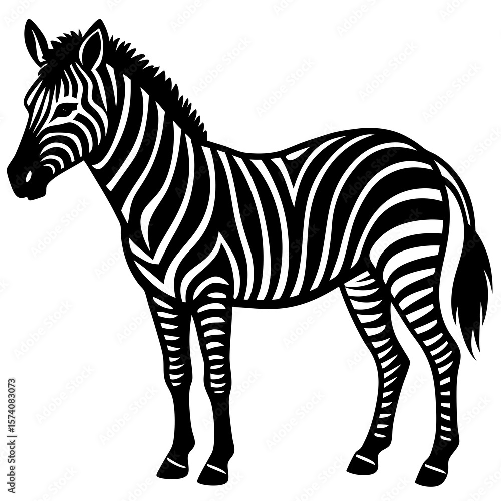 Obraz premium zebra isolated on white