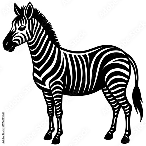 zebra isolated on white