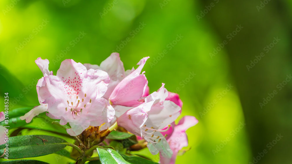 Fototapeta premium シャクナゲの花が咲く春の陽だまり