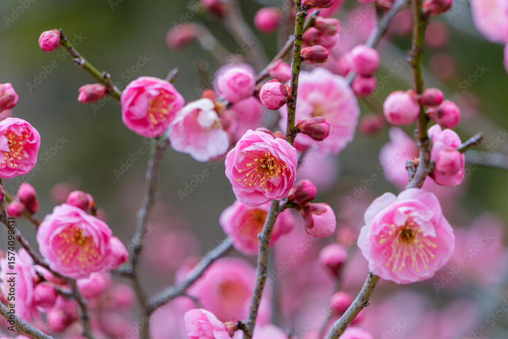 Fototapeta premium 満開の梅の花と蕾の美しい春の情景