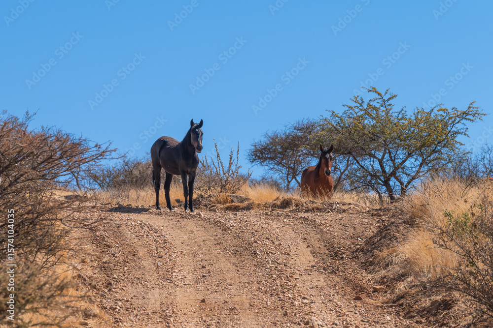 Fototapeta premium Chevaux sur un chemin de randonnée en Namibie