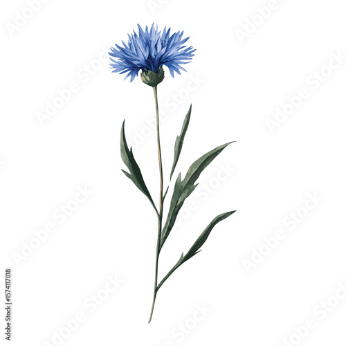 Cornflower illustration cornflower botanical vector
