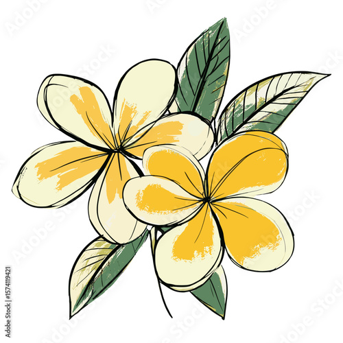 Yellow and white frangipani flowers with green leaves illustration sketch style vector
