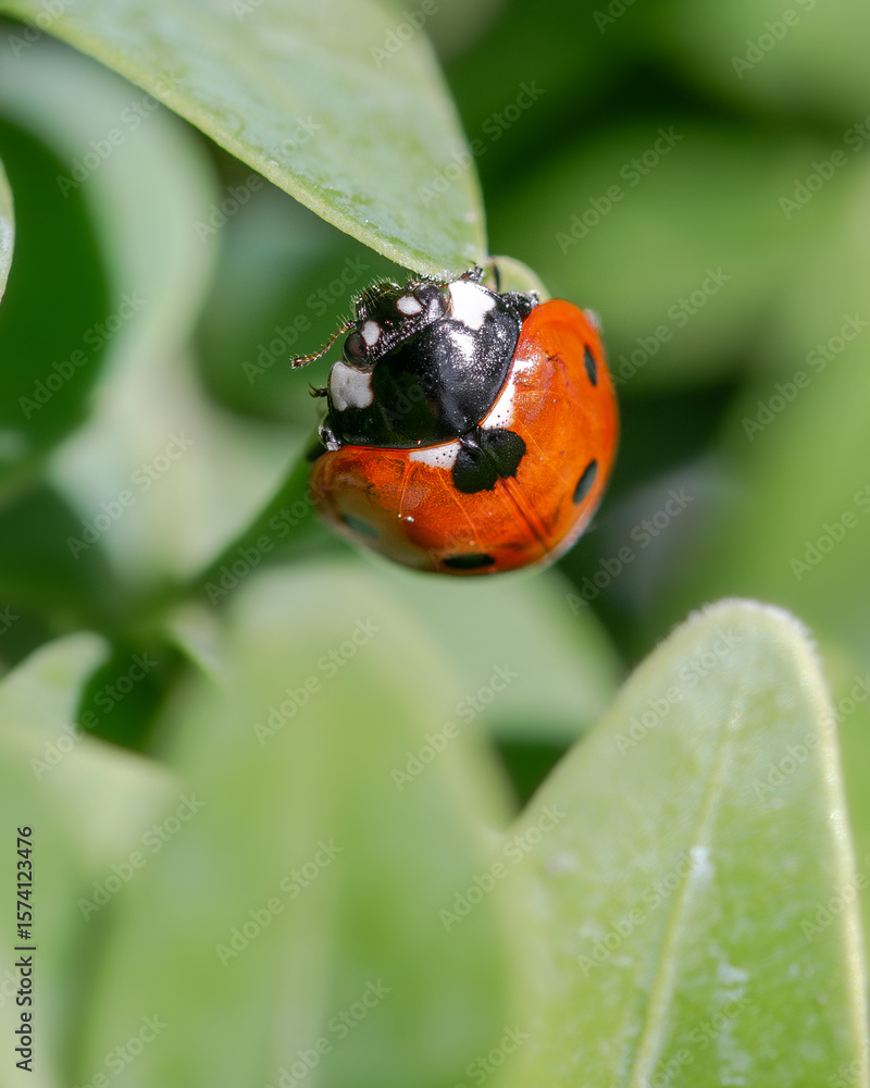 Obraz premium Ladybug on green leaf, macro photography close-up in of insect in nature