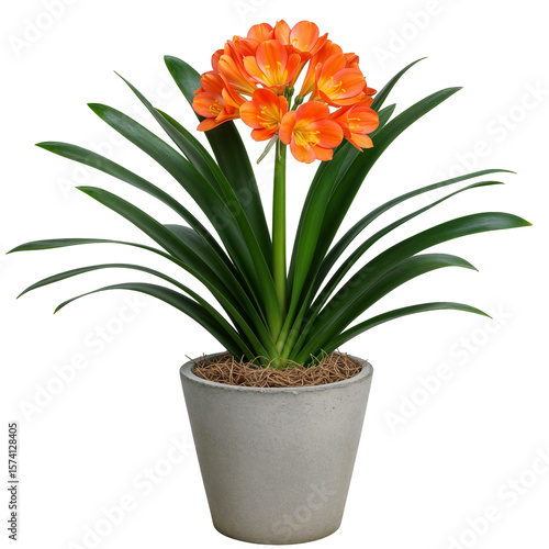 Wallpaper Mural vibrant orange clivia miniata plant, also known as bush lily, in a pot Torontodigital.ca