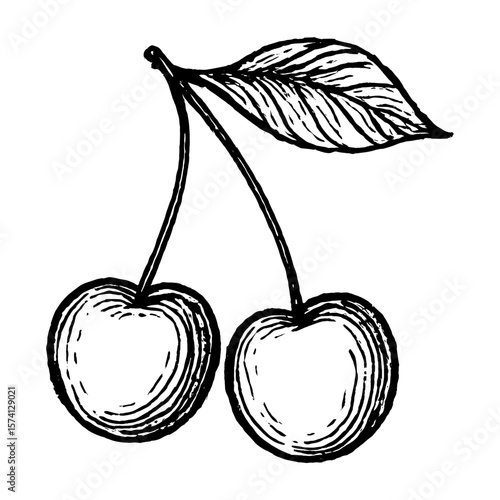 Vintage cherry ink illustration vector