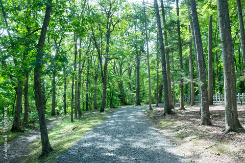 Fototapeta Naklejka Na Ścianę i Meble -  夏の公園の散歩道
