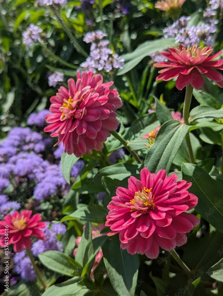 Fototapeta premium A vibrant close-up of pink zinnia flowers surrounded by lush greenery and soft purple blooms. 