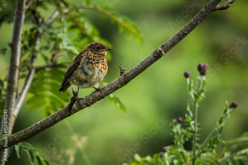 Juvenile European Robin perched on a tree branch in summer forest


