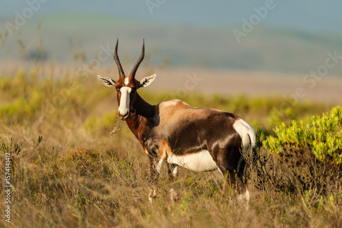 bontebok in the bontebok national park, south africa