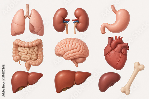 internal organs of the human body