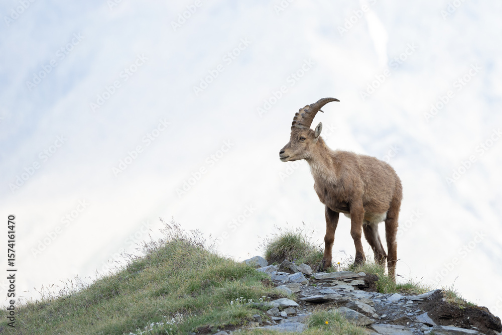 Fototapeta premium Steinbock am Gipfel