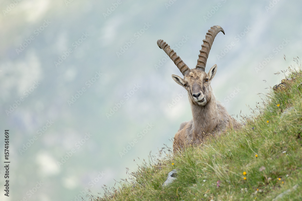Naklejka premium Steinbock 
