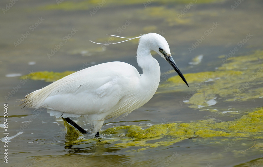 Fototapeta premium Aigrette garzette, Egretta garzetta, Little Egret,