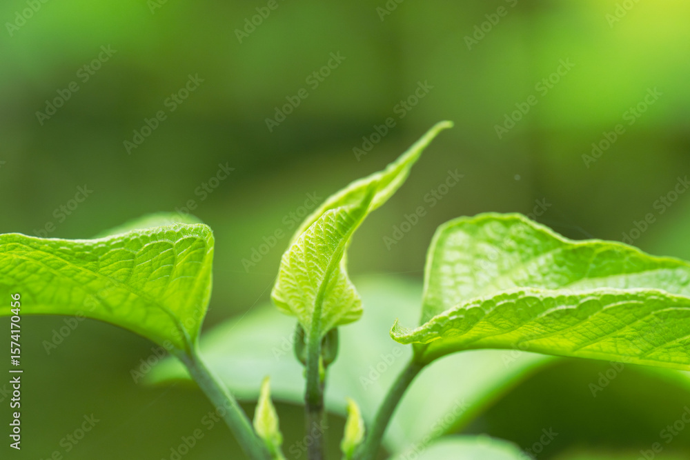 Fototapeta premium 夏の野山 伸びる草アップ02