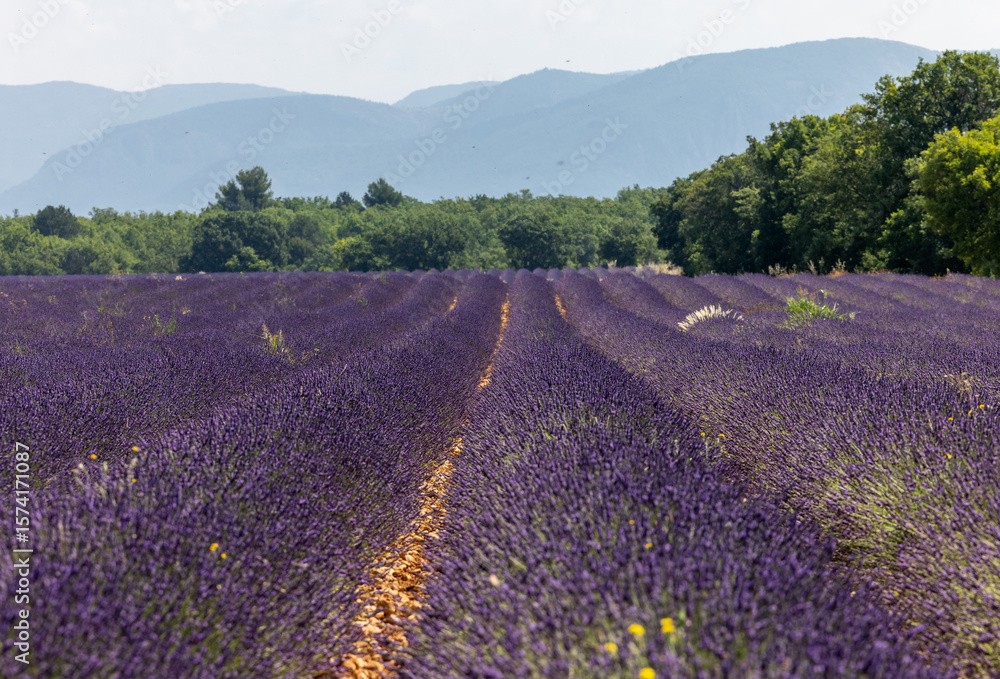 Naklejka premium Lavender fields on the Plateau of Valensole. Provence, France.