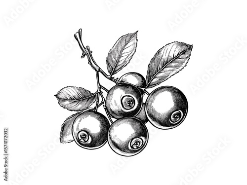 Vintage hand-drawn cranberry engraving, black line art berry bunch, retro fruit sketch, holiday kitchen wall decor, old engraving style, rustic farmhouse fruit illustration