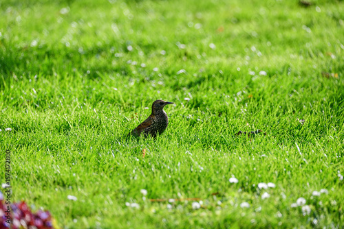 A little pretty white-spotted starling on the lawn in our garden. Focus is on the center of the image.