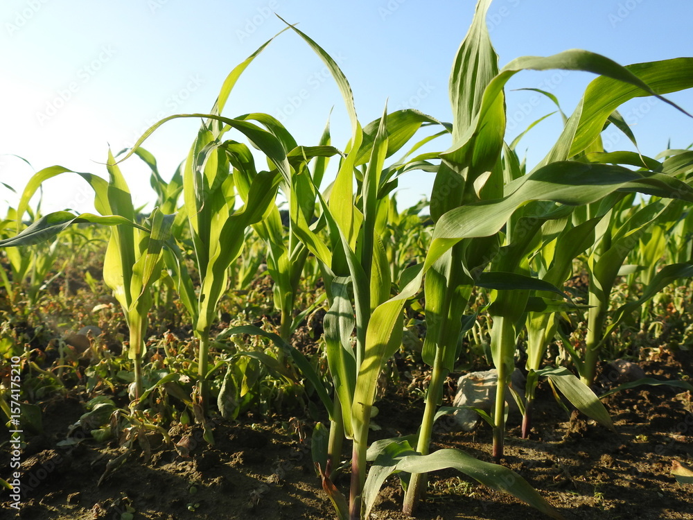 Obraz premium green corn field