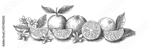 Oranges Fruits with Slices and Leaves Blossom Sketch Style on a White Background