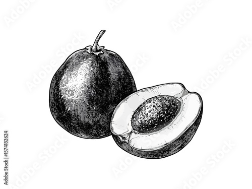 Engraved black sapote fruit, vintage dessert sketch, tropical botanical ink illustration, trendy hand-drawn food decor, retro exotic fruit print, old-style fruit art, rare fruit design,