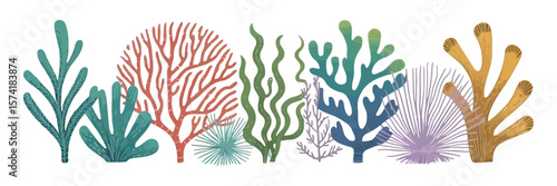 Seaweed Set Illustration, Colorful Marine Plants and Coral on a White Background