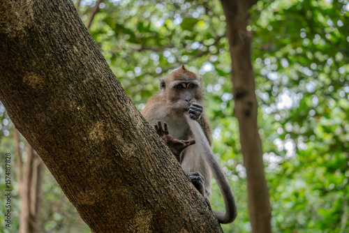 Photography Observant monkey carefully watches its surroundings while clinging to an angled tree trunk in the woods