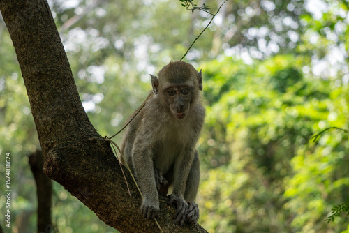 Canvas Print Alert wild monkey perches peacefully on a mossy branch surrounded by vibrant green tropical foliage