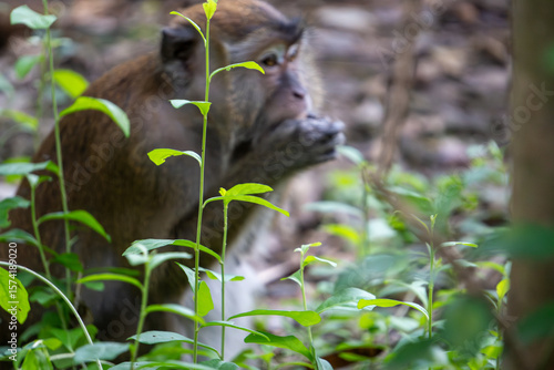 Photography Wild monkey peacefully munches on fresh vegetation while sitting amongst lush green tropical leaves