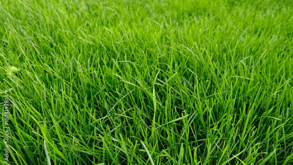 Obraz premium Green grass meadow, natural greenery background texture of lawn garden pattern. Lawn for training football pitch, Grass Golf Courses. Perfect for ecology, healthy lifestyle and cleanliness themes.