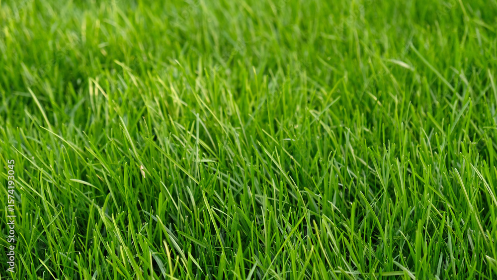Obraz premium Green grass meadow, natural greenery background texture of lawn garden pattern. Lawn for training football pitch, Grass Golf Courses. Perfect for ecology, healthy lifestyle and cleanliness themes.