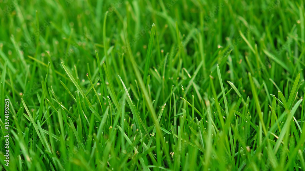 Fototapeta premium Green grass meadow, natural greenery background texture of lawn garden pattern. Lawn for training football pitch, Grass Golf Courses. Perfect for ecology, healthy lifestyle and cleanliness themes. 