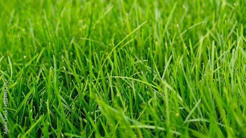 Green grass meadow, natural greenery background texture of lawn garden pattern. Lawn for training football pitch, Grass Golf Courses. Perfect for ecology, healthy lifestyle and cleanliness themes. 