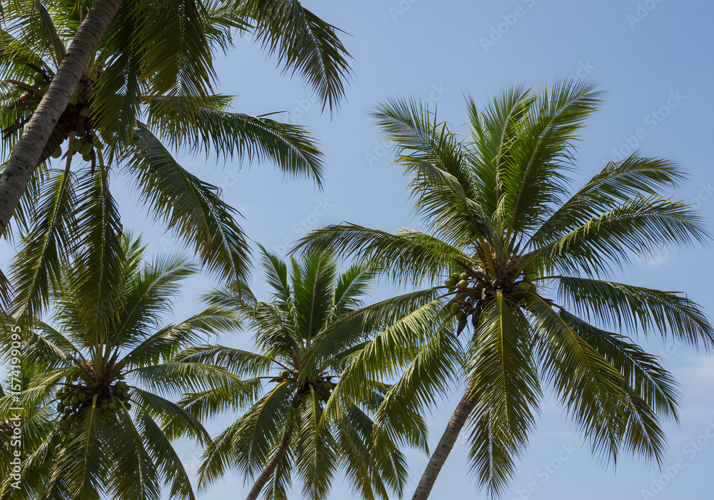 Tropical Paradise Palm Trees Against a Vivid Blue Sky Tropical Paradise Palm Trees Against a Vivid Blue Sky