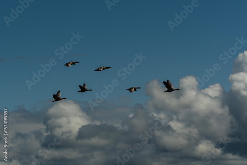 A flock of geese in flight against a dramatic sky filled with cumulus clouds. The birds are captured mid-air, gliding gracefully across a backdrop of deep blue sky and contrasting white and grey cloud