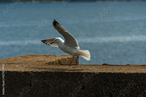 A close-up image of a seagull preparing to take off from a rock ledge with its wings fully extended. The bird is captured in a dynamic pose against a blurred ocean background, showcasing the elegance 