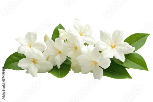 Captivating Jasmine Flowers Arrangement Elegant Fragrant White Blooms on Black Backdrop Floral Still