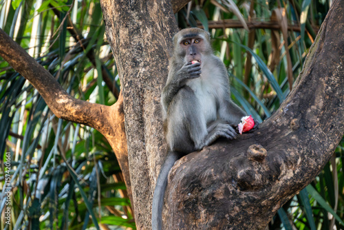 Photography Adult macaque monkey enjoys a sweet pink fruit while sitting on a thick tropical tree trunk