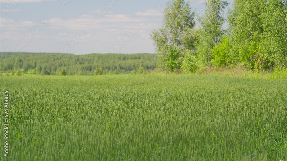 Fototapeta premium A picturesque Lush Green Field adorned with Trees set against a beautiful Blue Sky