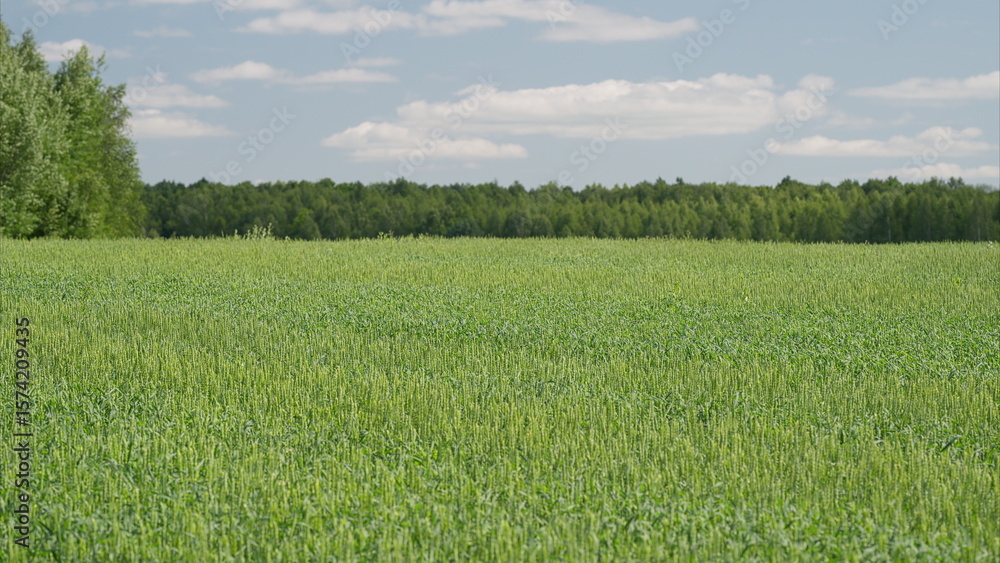 Obraz premium Vibrant and Lush Green Fields Stretching Out Beneath a Wide and Clear Blue Sky at Daytime