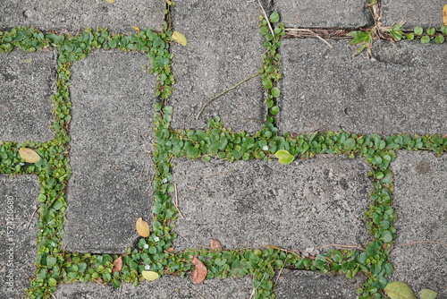 Small resilient plants grow between weathered stone blocks on an outdoor walkway, revealing nature quietly reclaiming space in daily urban life
